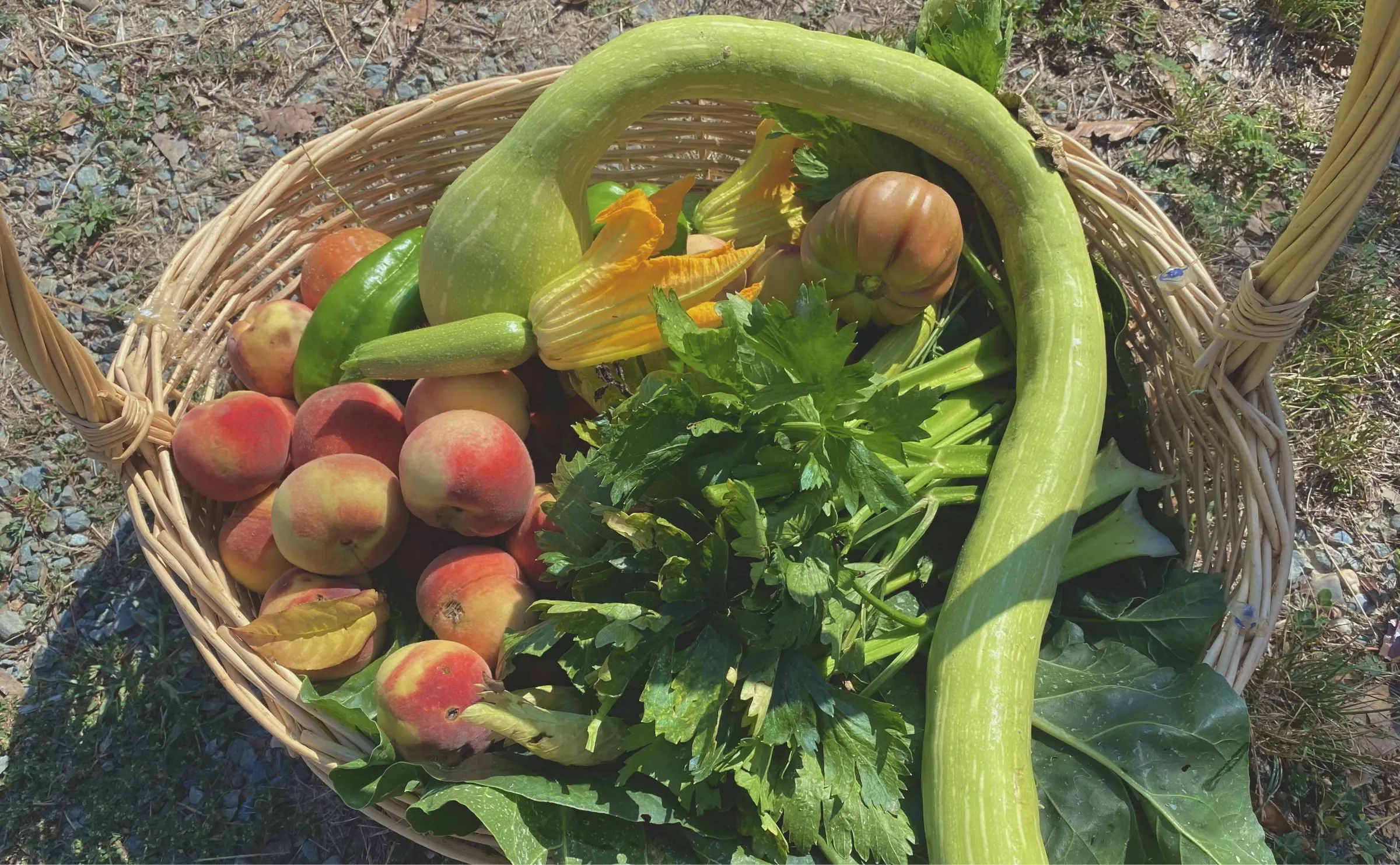 野菜